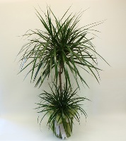 İki Köklü Zarif Dracena - Çayırova Çiçekçi