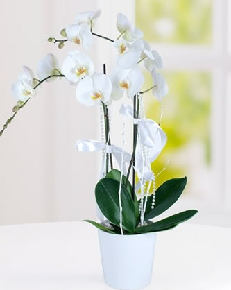 Phalaenopsis Orkide - Çayırova Çiçekçi
