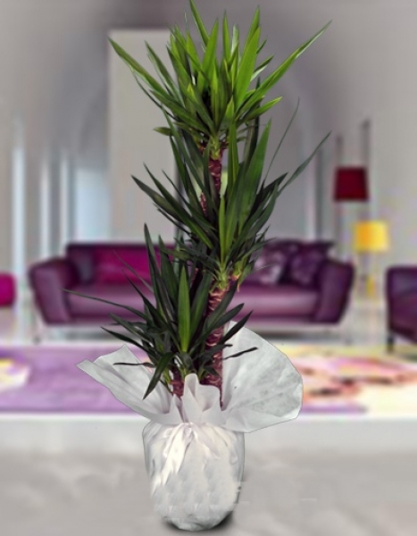 Üçlü Yucca Saksı Bitkisi - Çayırova Çiçekçi