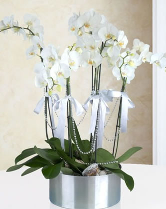 Zerafetin Simgesi Beyaz Orkide - Çayırova Çiçekçi